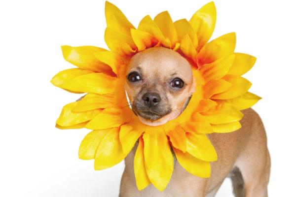 Dogs in Yellow Day