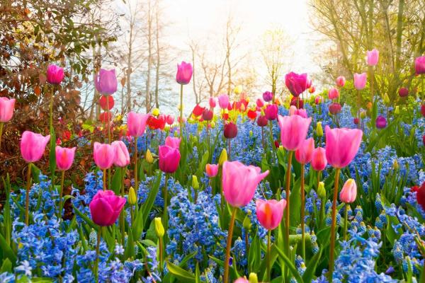 Flower Day