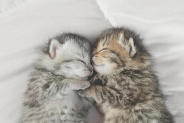 Cuddly Kitten Day