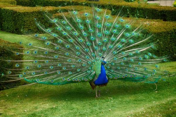 Peacock Day