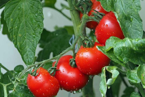 Fresh Tomato Day
