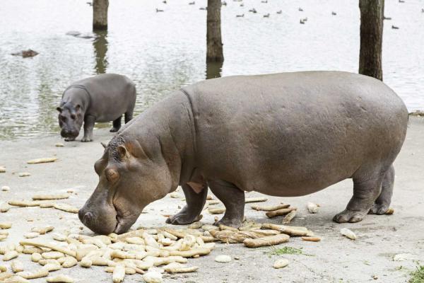 Pygmy Hippo Day