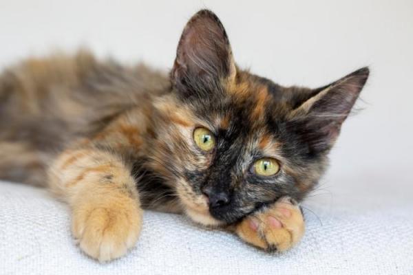 Tortoiseshell Cat Appreciation Day