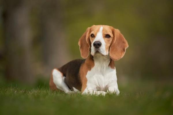 Beagle Day