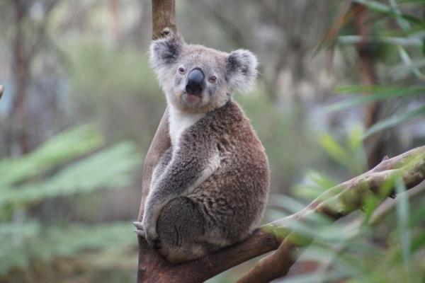 Wild Koala Day 