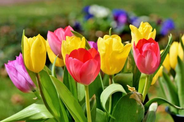 Tulip Day