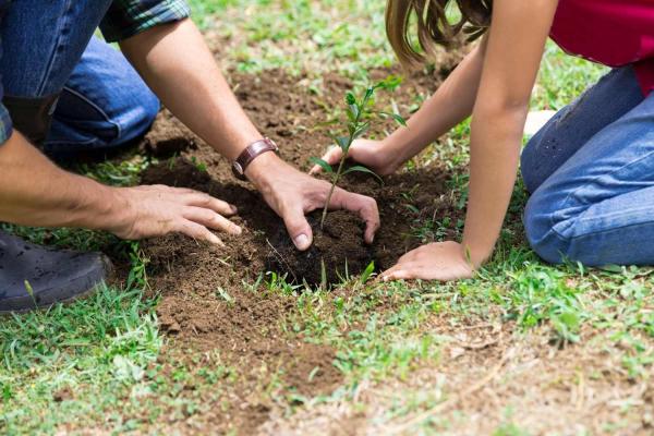 Plant Something Day