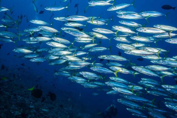 World Fish Migration Day