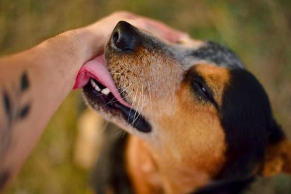 Dog Friendly Day