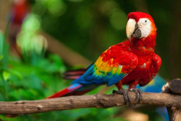 World Parrot Day