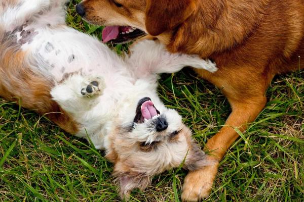 Mayday for Mutts