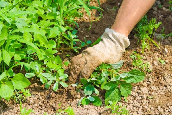 Weed Your Garden Day