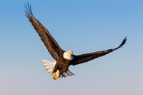 American Eagle Day