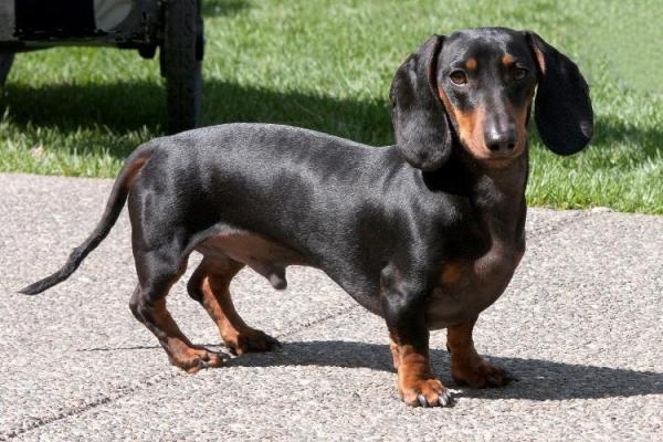 Dachshund Day