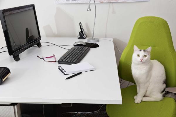 Take Your Cat to Work Day