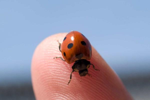 Be Nice to Bugs Day