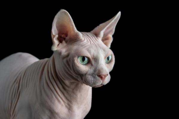 Sphynx Cat Day