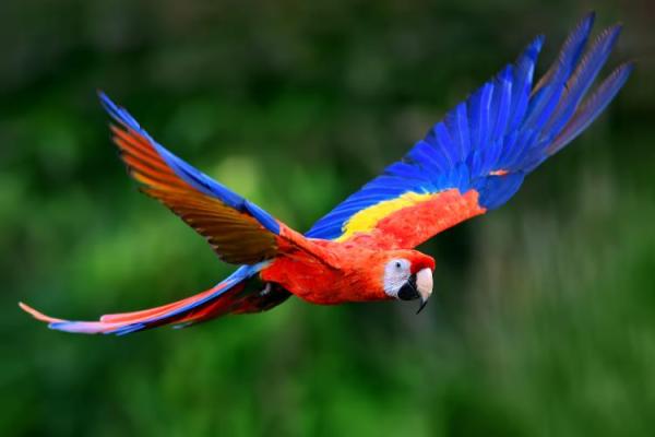 Macaw Day