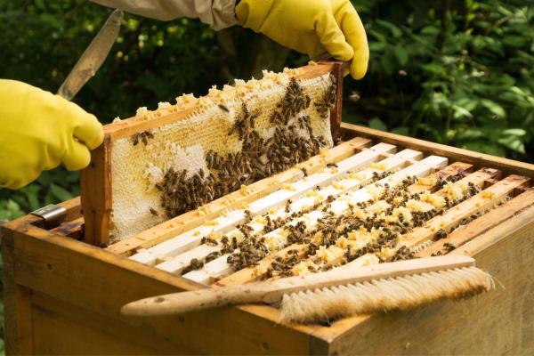 Urban Beekeeping Day
