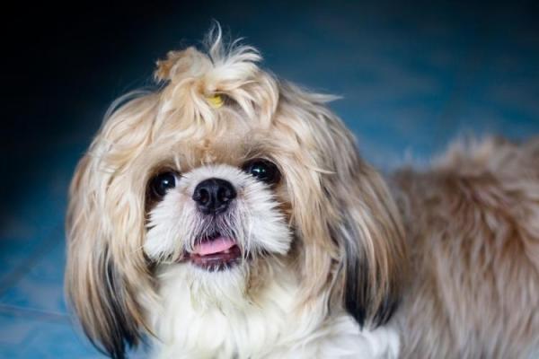 Shih Tzu Day