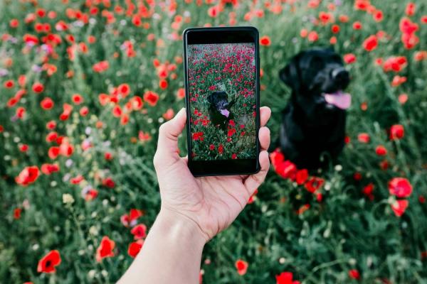 Dog Photography Day