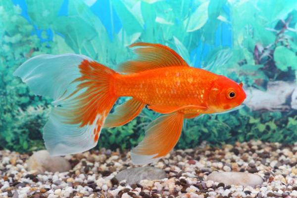 Goldfish Day