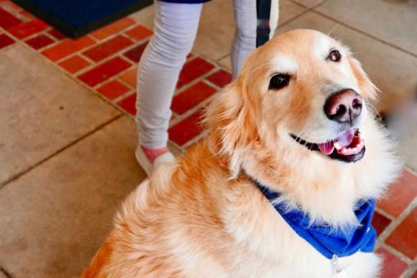 Assistance Dog Day