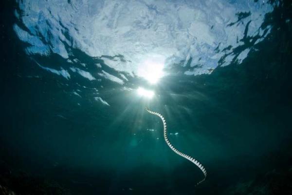 Sea Serpent Day