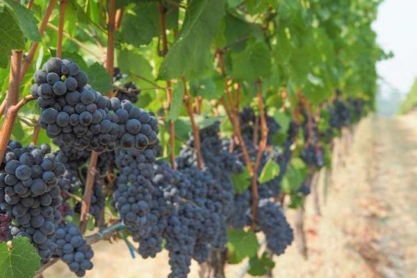 Pinot Noir Day