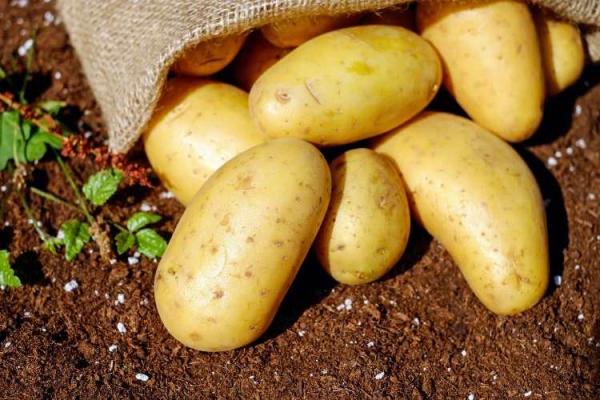 Potato Day