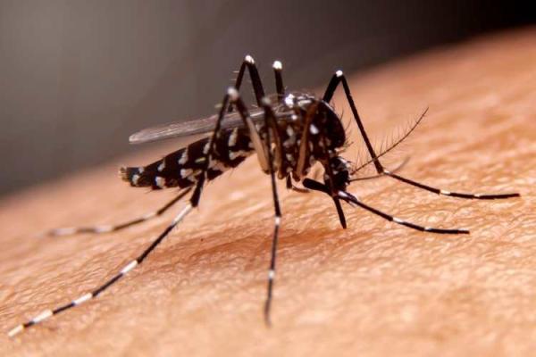 World Mosquito Day