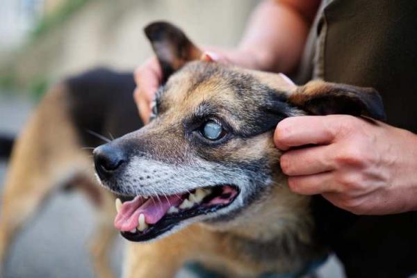 Blind Dog Day