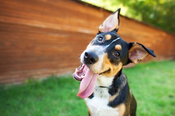 Dog Day