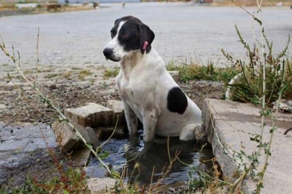 Homeless Animals Day