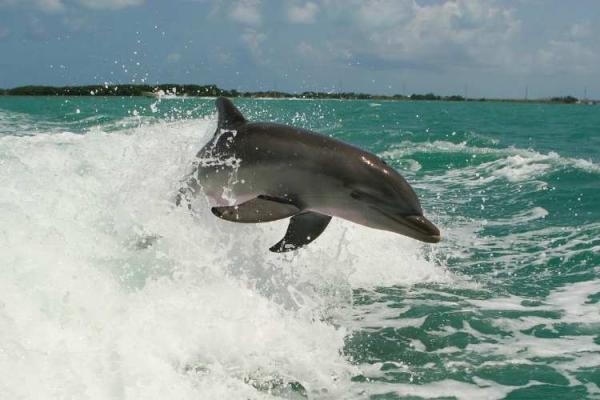 Japan Dolphins Day