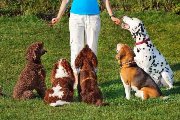 Canine Enrichment Day (UK)