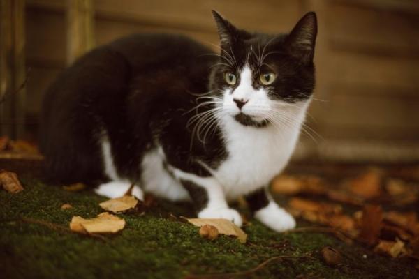 Tuxie Cat Appreciation Day