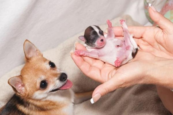 Pet Birth Defect Awareness Day