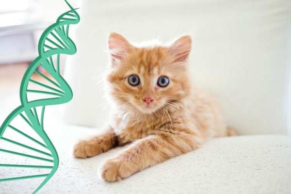 Cat DNA Day
