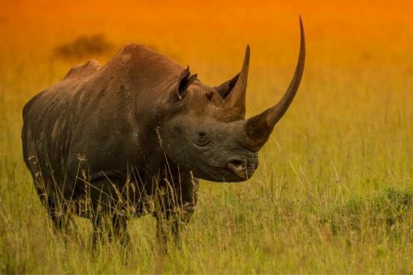 Rhino Day