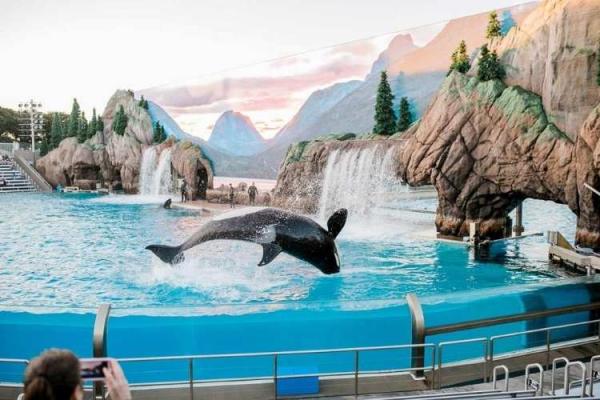 Shamu the Whale Day