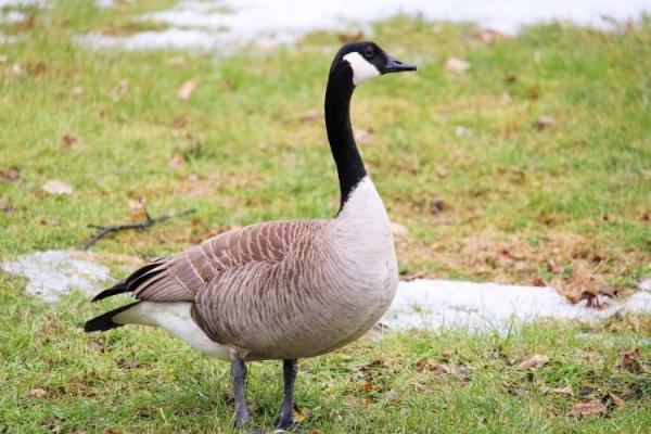 Goose Day