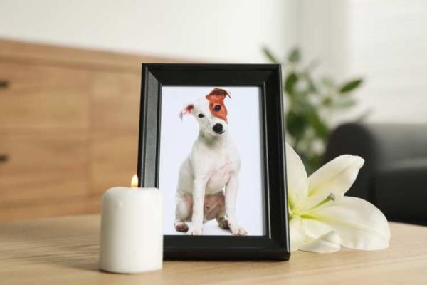 Pet Memorial Day