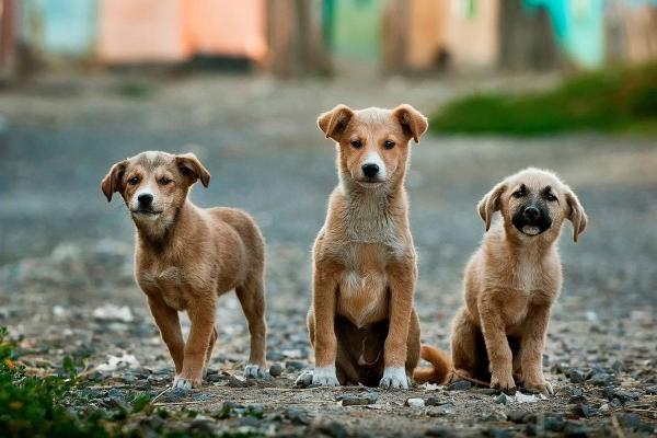 Responsible Dog Ownership Day