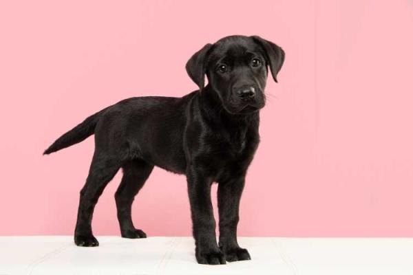 Black Dog Day