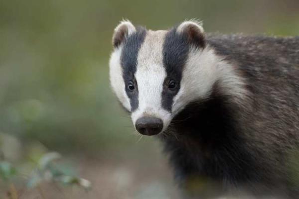 Badger Day