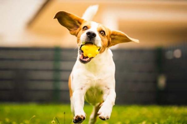 Fetch Day