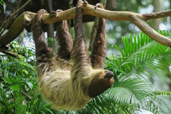 International Sloth Day