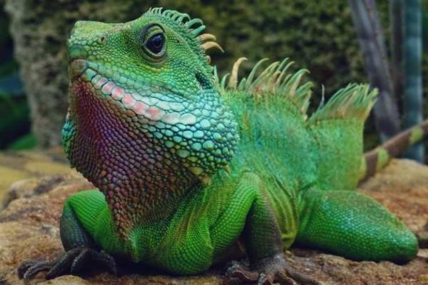 Reptile Day