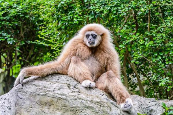 Gibbon Day